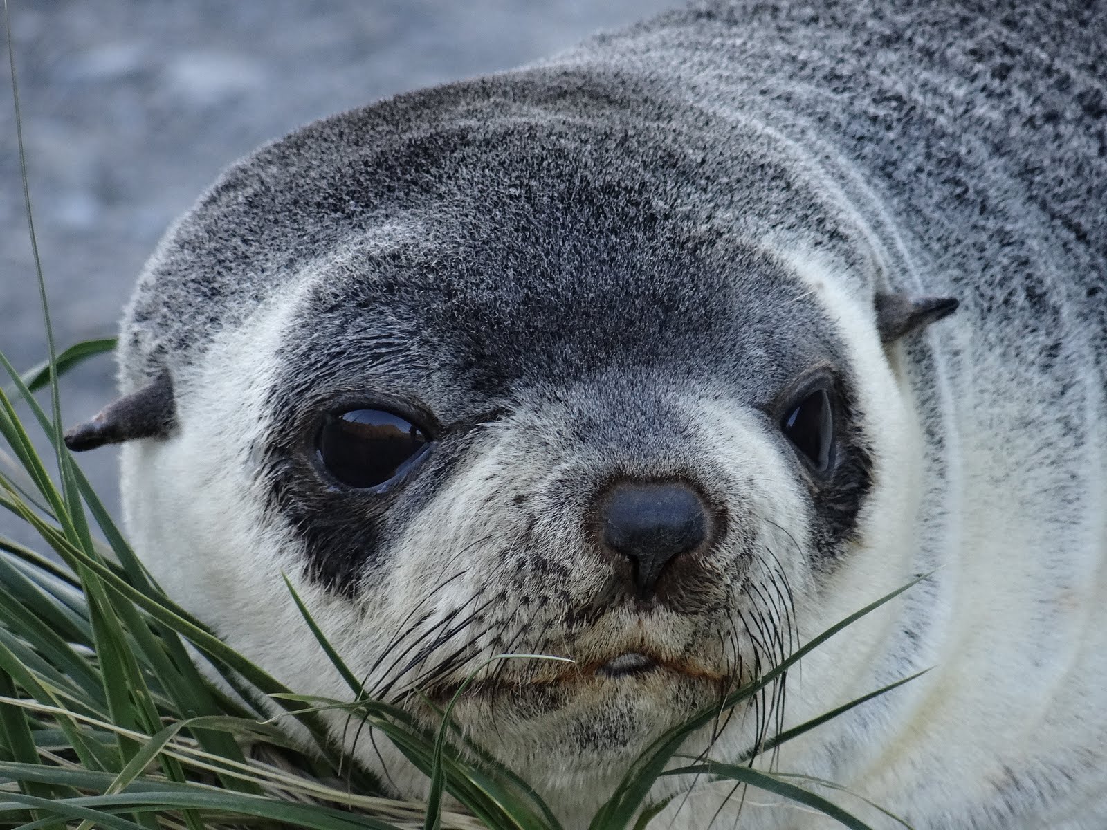 Antarctic fur seal