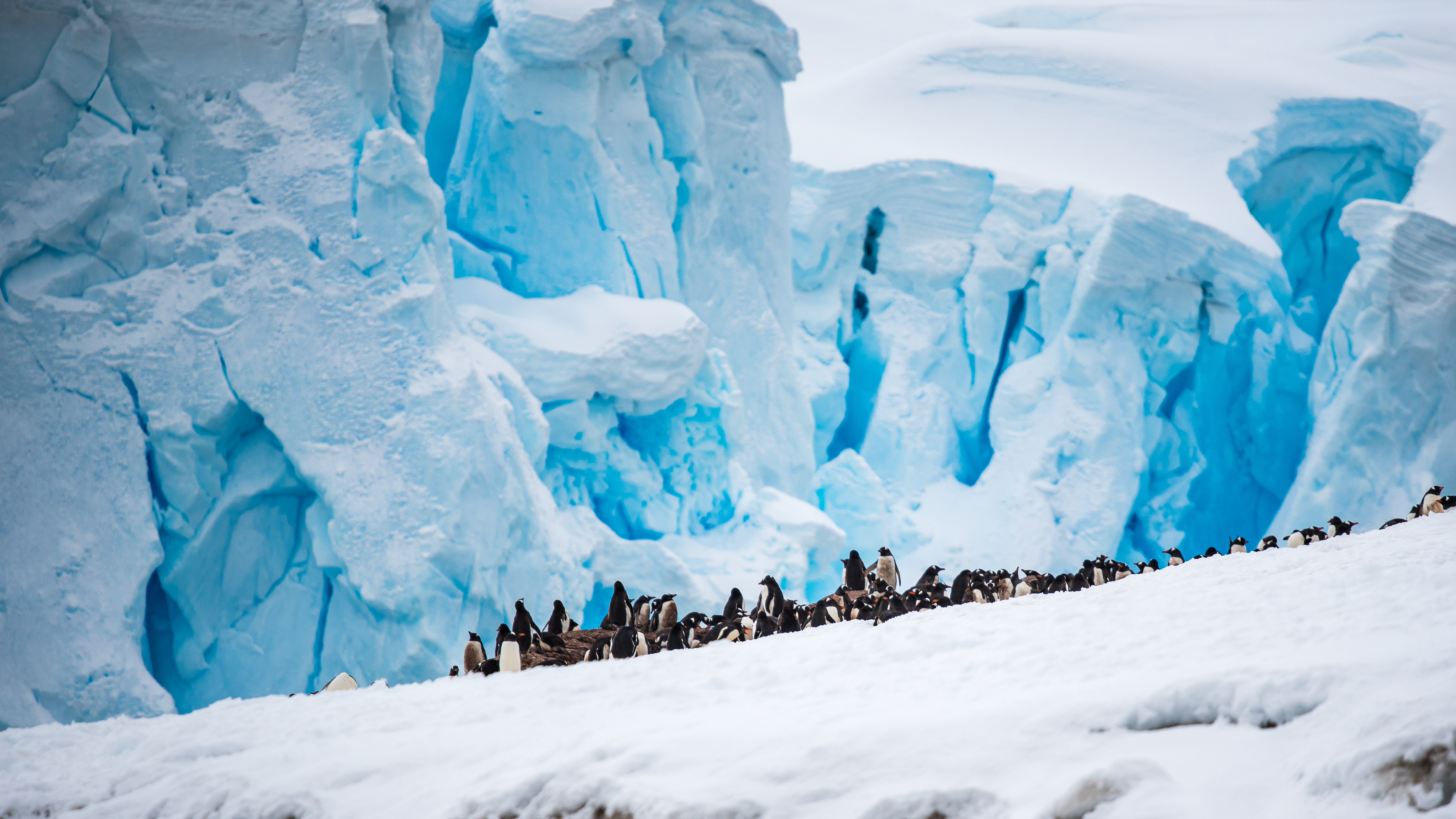 Antarctic ocean — Kim Nesbitt / Ocean Image Bank