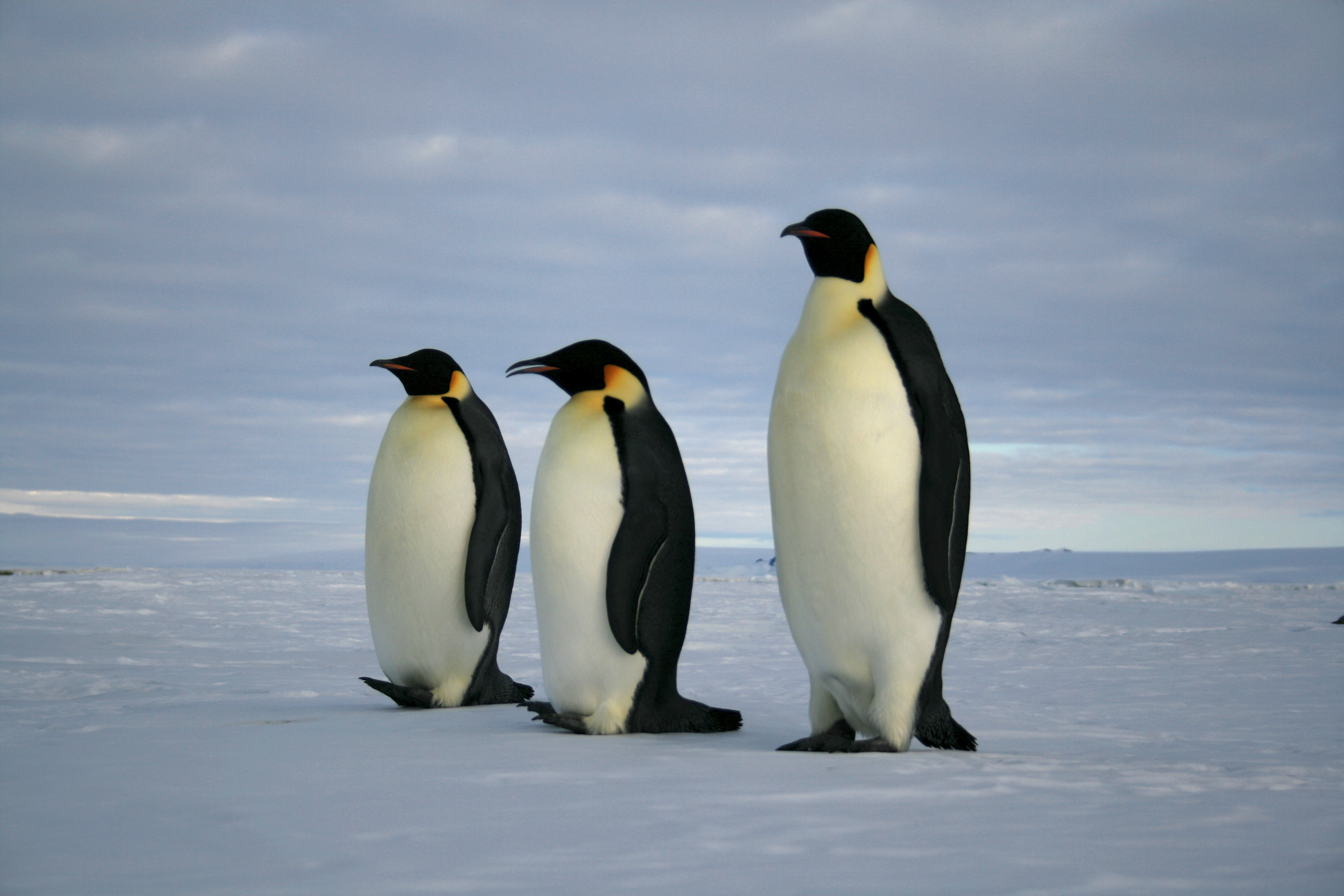 Emperor penguin colony on Antarctic ice