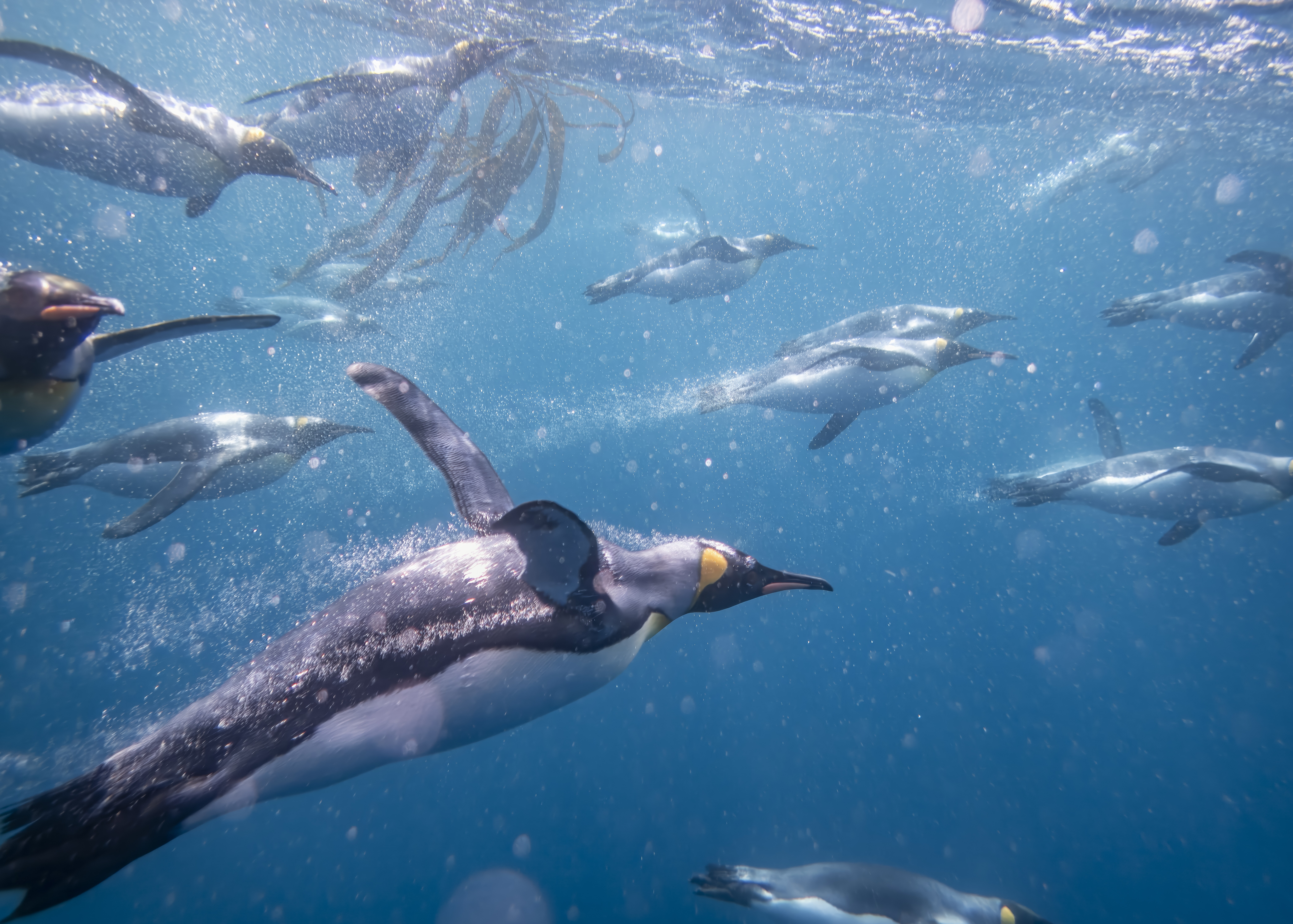 Antarctic expedition vessel in Southern Ocean waters