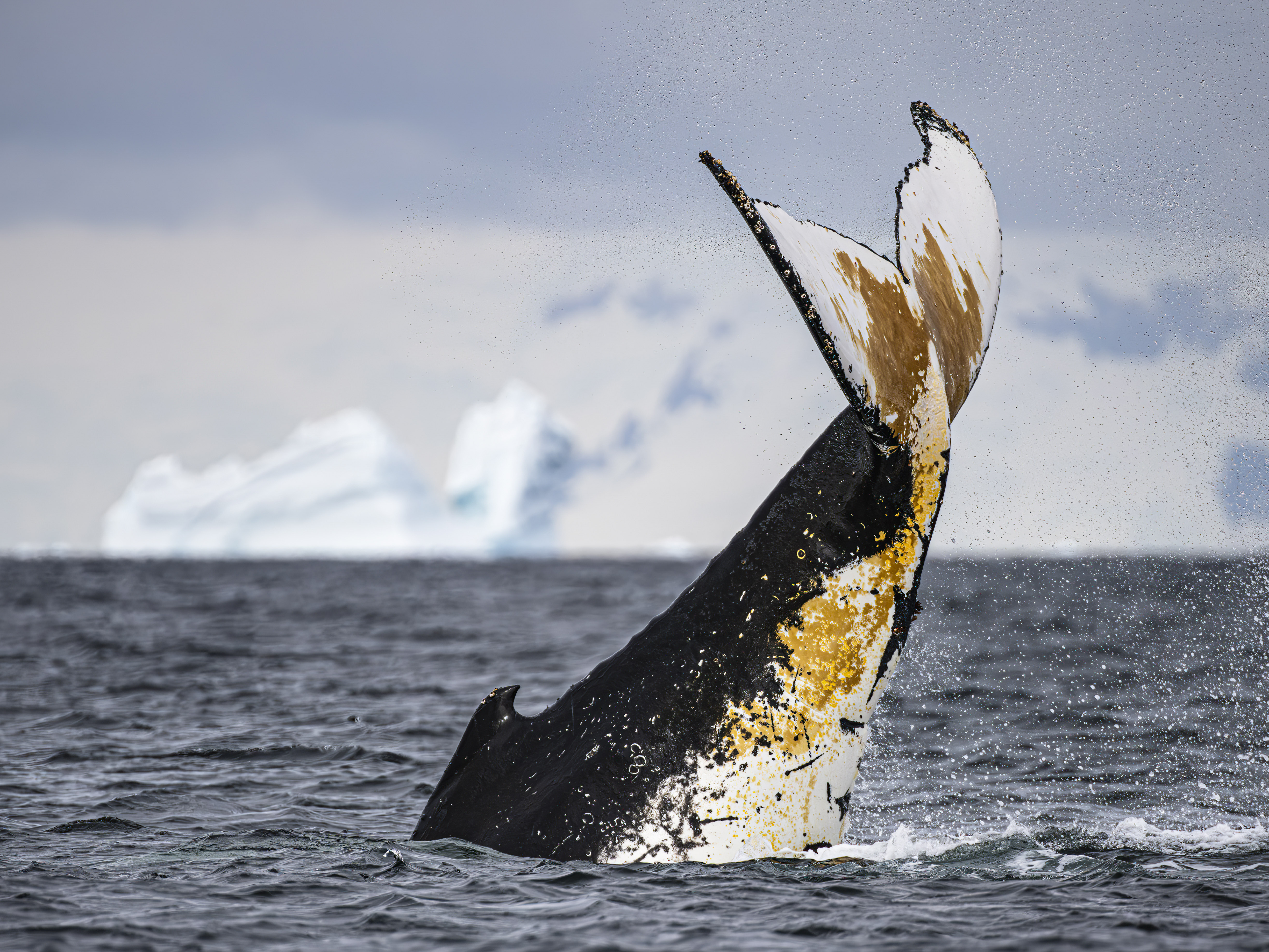 Antarctic expedition in the Southern Ocean