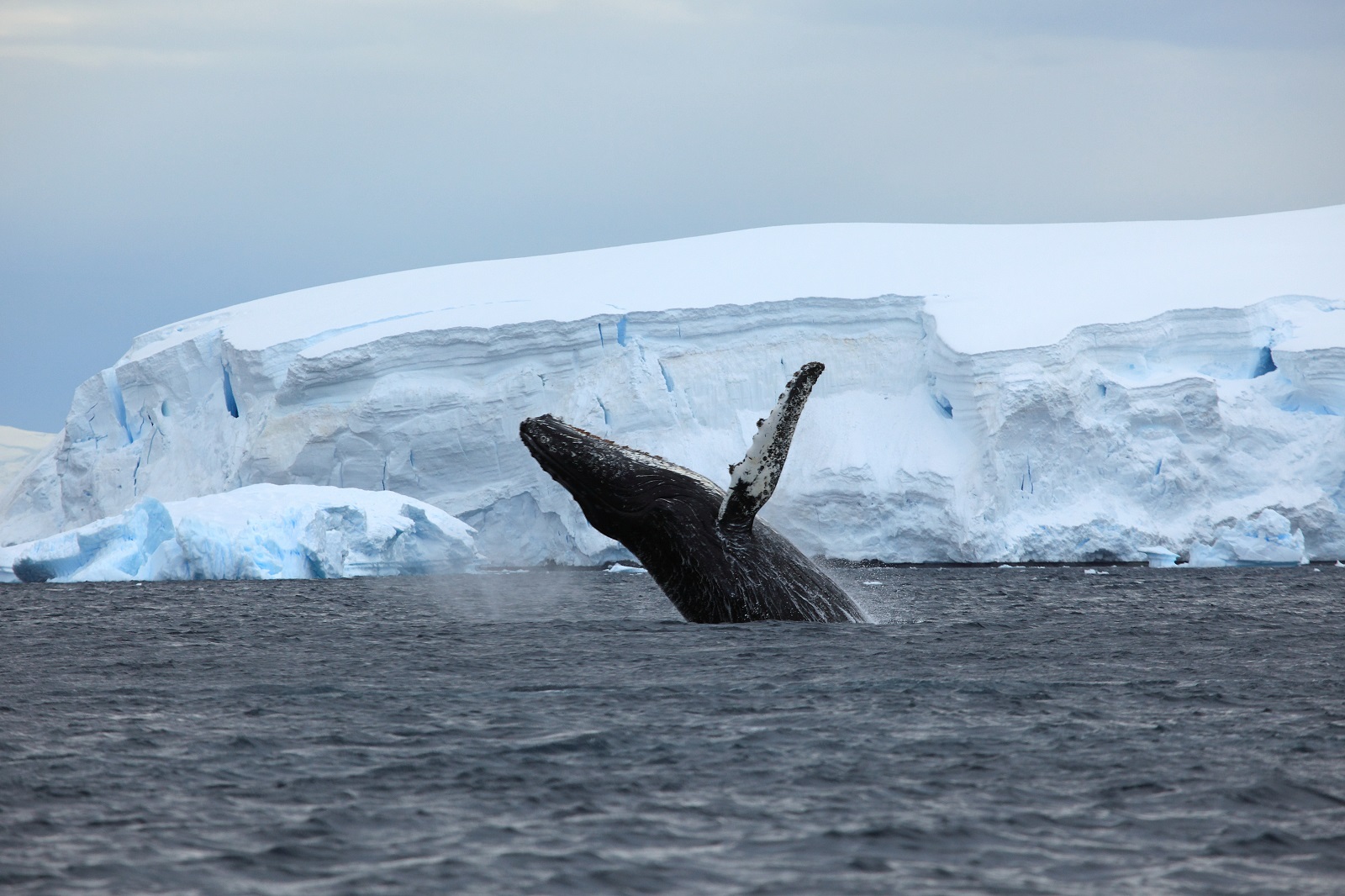 Humpback whale jumping in Antarctic waters