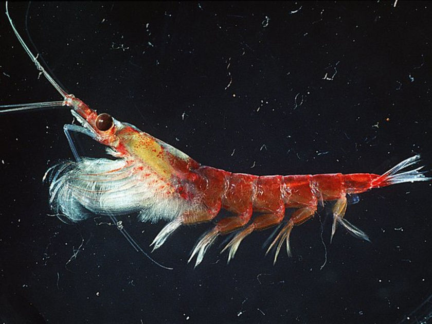 Antarctic krill in Southern Ocean waters